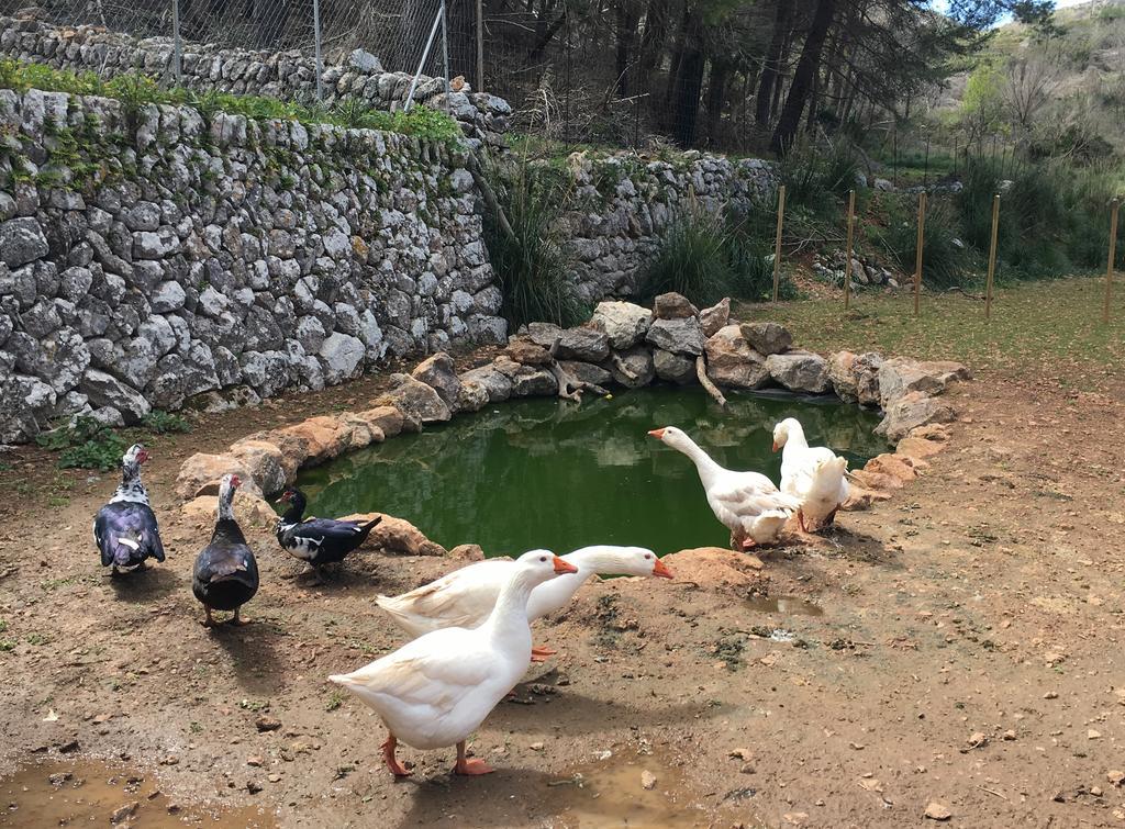 Finca Ses Fontanelles 안드라츠 외부 사진